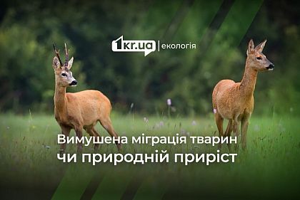 Лосі, козулі та кабани: в лісах Дніпропетровщини стало більше тварин
