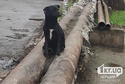 В Кривом Роге 27 марта не будет отопления: какие адреса