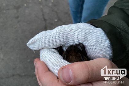 В Кривом Роге выпустили на волю более двух сотен летучих мышей