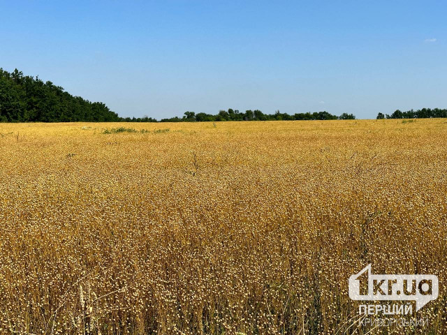 На Криворіжжі вже з половини полей зібрали врожаї зернових та зернобобових культур