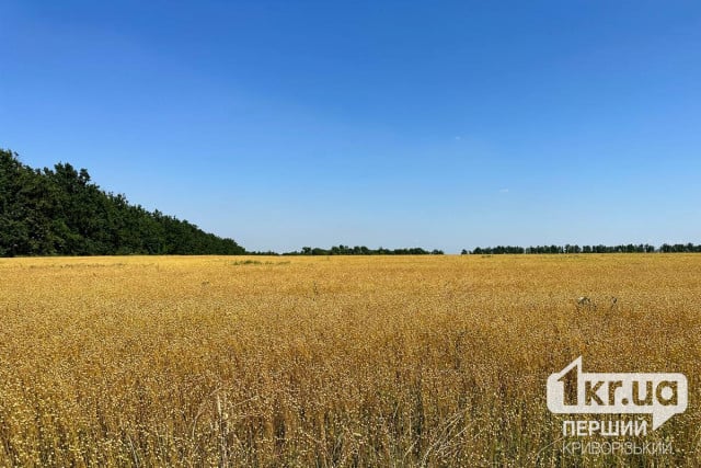 Аграрії Дніпропетровщини серед лідерів зі збирання зернових