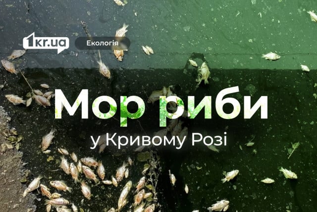 Сотні мертвих карасів та краснопірок: у водоймі Кривого Рогу стався мор риби