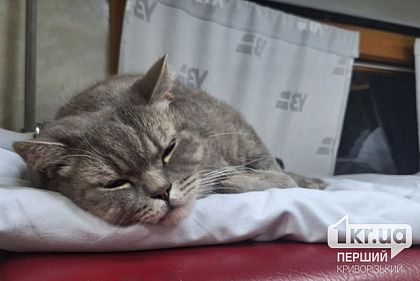 Укрзализныця обновит правила перевозки животных: криворожане могут присоединиться к обсуждению