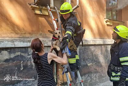 В Днепре из горящей квартиры спасли двух собак