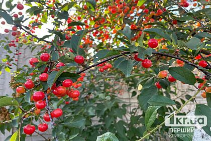 Более 280 миллионов гривен грантов на сады и теплицы Украины выплатили в этом году