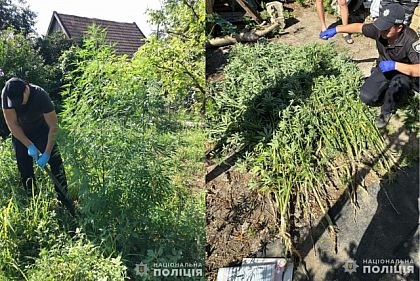 Изъяли 215 кустов конопли: в Кривом Роге и Никополе разоблачили двух мужчин