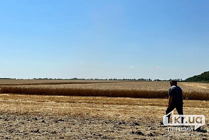Жнива 2024: Дніпропетровщина залишається в трійці областей за кількістю обмолочених зернових