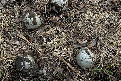 Взрывные «мячики» - новый вид опасности, - ГСЧС