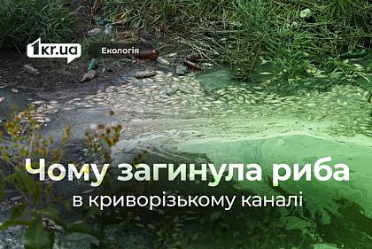 Вонь и грязь: в одном из криворожских каналов все еще не убрали мертвую рыбу