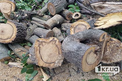 Жители прифронтовых зон Украины могут бесплатно заготавливать дрова для домохозяйств