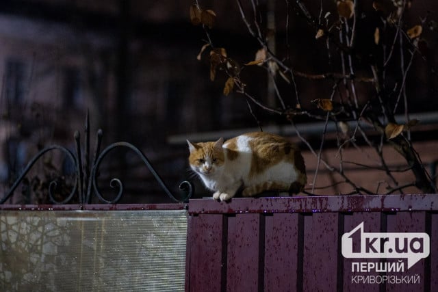 Дождь и мокрый снег: погода в Кривом Роге 12 декабря