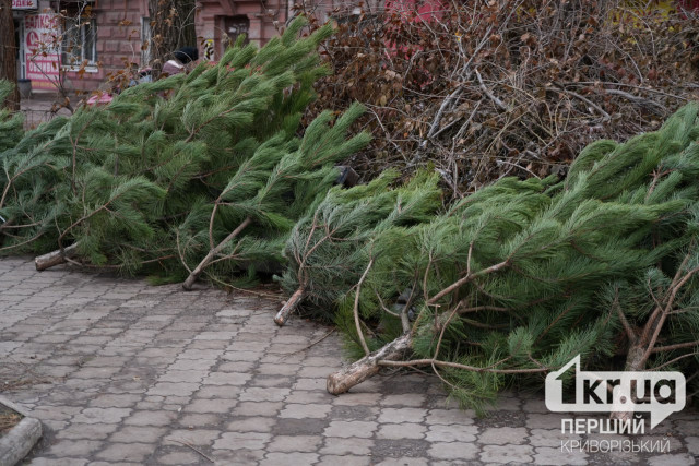 На Дніпропетровщині встановили ліміт на заготівлю новорічних ялинок у 2024 році