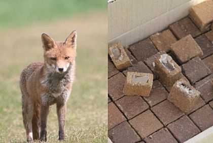 Иммунизация диких животных от бешенства: на Днепропетровщине потребление вакцин с приманками достигает 100%