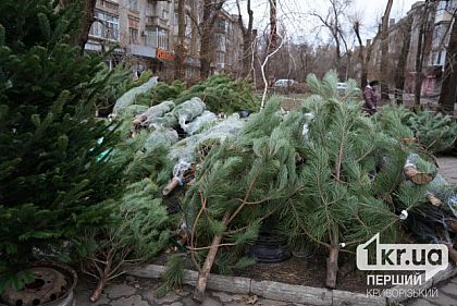 Где криворожане могут приобрести елку: адреса легальных рынков