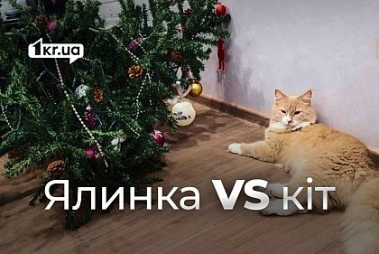 Как уберечь елку от кота: лайфхаки, которые спасут праздник