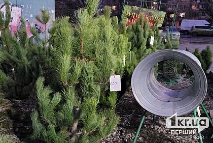 Криворожанам напоминают об ответственности за нелегальный сруб елки в лесу