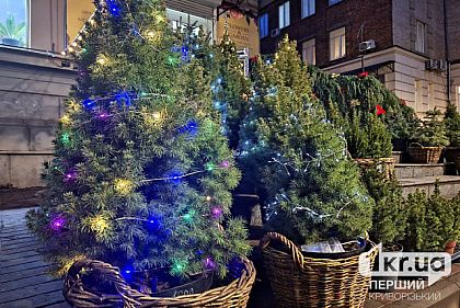 На Днепропетровщине в 2024 году вырастили более 57 тысяч хвойных деревьев на продажу