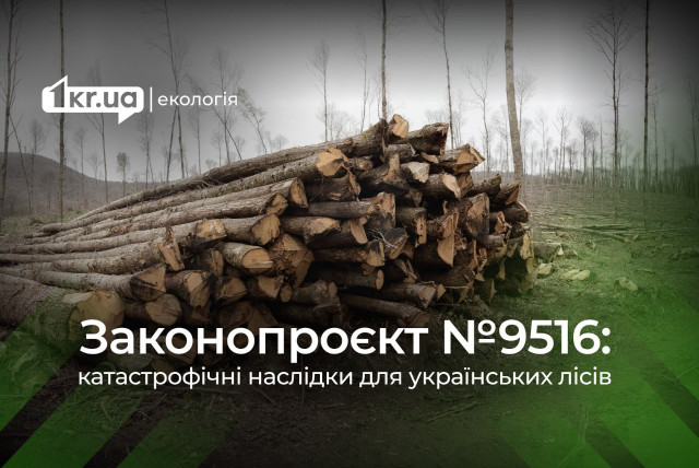ЕС и природоохранные организации против: новый законопроект угрожает лесам Украины