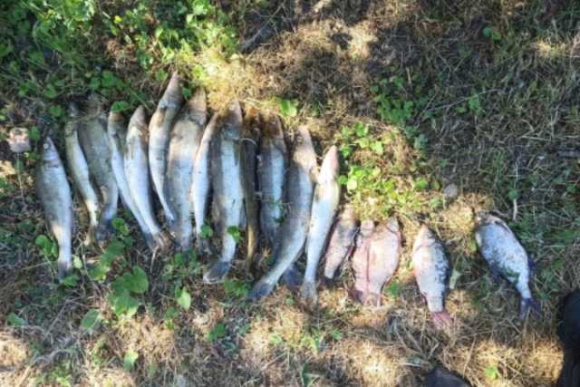 На Днепропетровщине задержали мужчину за незаконный вылов рыбы на 55 тысяч гривен