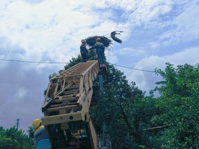 Енергетики Дніпропетровщини допомогли орнітологам окільцювати понад 70 пташенят білого лелеки