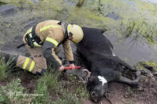 Погрязла в грязи: в Криворожском районе спасли корову