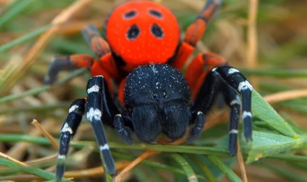 Из-за потепления климата на Днепропетровщине регистрируют покусы ядовитых пауков