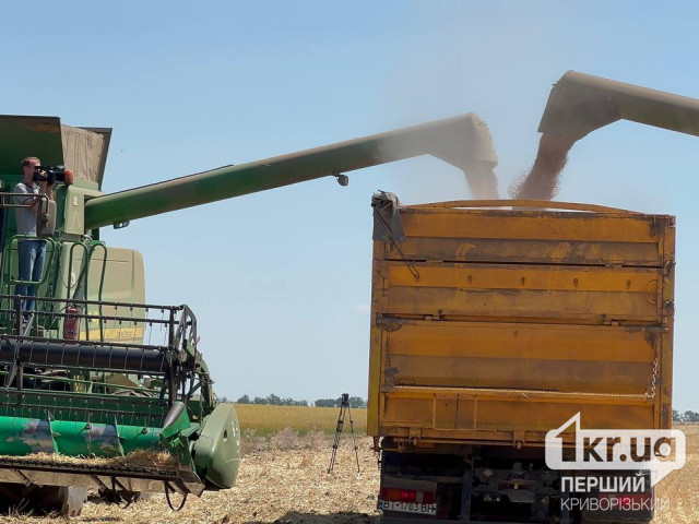 Жнива 2024: Сім областей України збирають ріпак, шістнадцять - ранні зернові