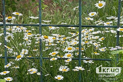 Какой будет погода в Кривом Роге 4 июня