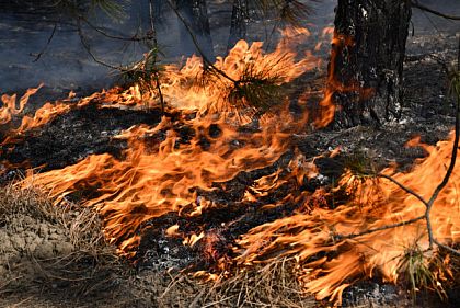 В начале недели в Кривом Роге сохраняется чрезвычайная пожарная опасность