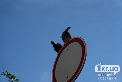 Облачно с возможным дождем и грозой: погода в Кривом Роге 14 июня