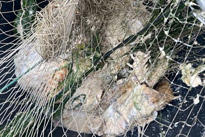 На Днепропетровском водохранилище зафиксировали гибель 18 сомов