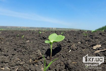 США помогут украинским фермерам удобрениями для осенней посевной-2024