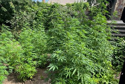 На Днепропетровщине полицейские обнаружили посев конопли