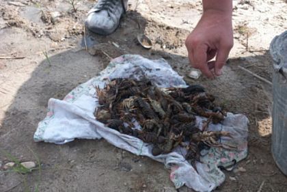 На Днепропетровщине задержали мужчину за незаконный вылов раков на 300 тысяч гривен