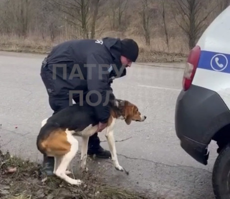 На Днепропетровщине патрульные помогли собаке охотничьей породы, которая потерялась