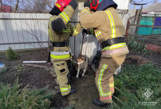 На Днепропетровщине спасатели освободили собаку, которая упала в выгребную яму