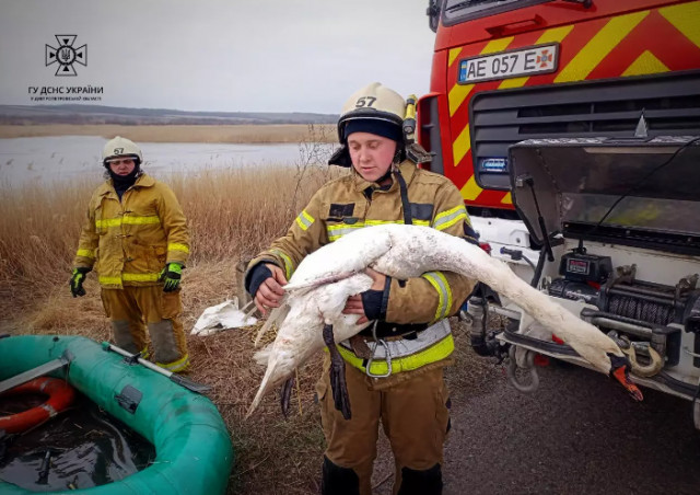 На Днепропетровщине спасатели освободили из ледяной ловушки лебедя