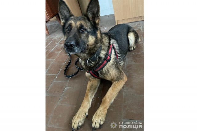 В Кривом Роге служебная собака помогла задержать подозреваемую в убийстве