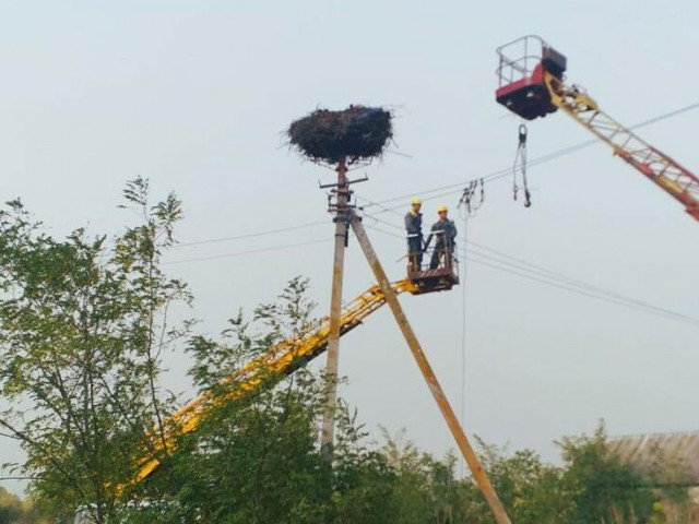 Цього року енергетики облаштували на Дніпропетровщині 12 безпечних платформ для лелек