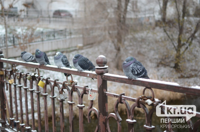 У Кривому Розі очікуються заморозки, — ДСНС