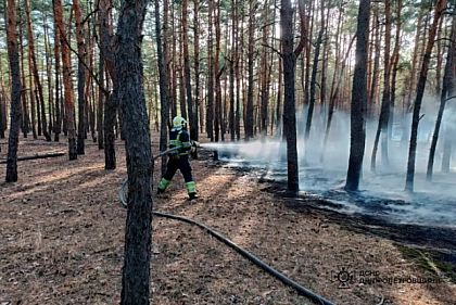 Лес, сельхозугодья, сухая трава и мусор: за прошедшие сутки на Днепропетровщине произошло 69 пожаров