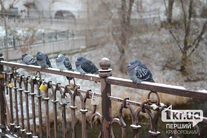 В Кривом Роге ожидаются заморозки, - ГСЧС