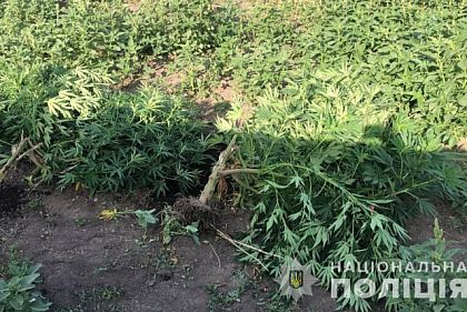 Правоохранители Кривого Рога изъяли около ста кустов конопли у двух горожан