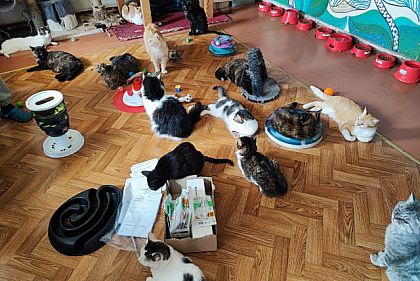 Криворожан просят присоединиться к сбору на помощь Котодому