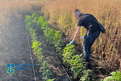 Наладили сбыт каннабиса на 50 миллионов гривен: на Днепропетровщине разоблачили преступную организацию