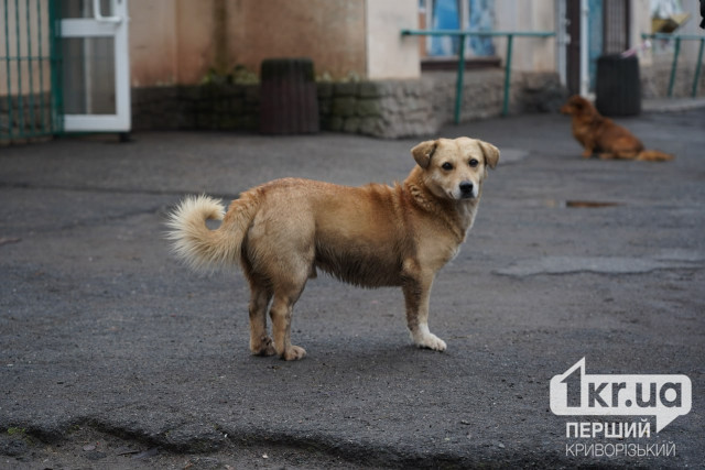 Регулирование поголовья бродячих собак в Кривом Роге: петиция