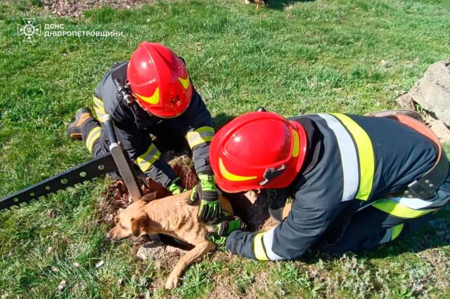 На Днепропетровщине спасатели освободили из заброшенного коллектора двух собак