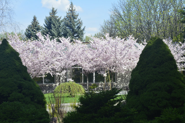 Криворожан 12 апреля приглашают присоединиться к благоустройству ботанического сада