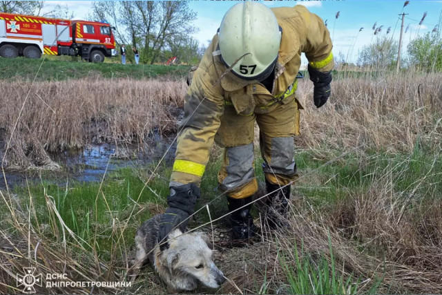 На Днепропетровщине из грязи спасли пса