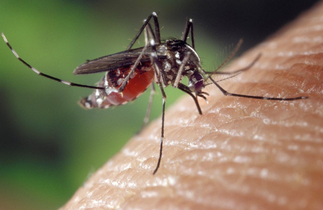 Осторожно, комары: у криворожанки зафиксировали заболевание дирофиляриозом